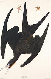 Frigate Pelican, 1835 by Audubon | Painting Reproduction