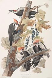 Pileated Woodpecker, Picus pileatus, c.1834 by Audubon | Painting Reproduction