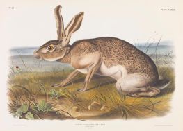 Lepus texianus. Texanischer Hase, Männchen, 1848 von Audubon | Gemälde-Reproduktion