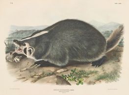 Meles labradoria, Sabine, Amerikanischer Dachs | Audubon | Gemälde Reproduktion