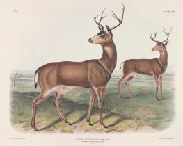 Cervus richardsonii. Columbian Black-Tailed Deer. Males, 1847 by Audubon | Painting Reproduction