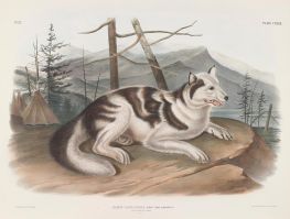 Canis familiaris, Linn. Hasen-Indianerhund. Männchen, 1848 von Audubon | Gemälde-Reproduktion