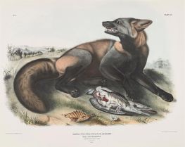 Canis (Vulpes) fulvus. Amerikanischer Kreuzfuchs, 1843 von Audubon | Gemälde-Reproduktion