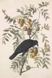 American Crow. Corvus americanus, 1833 by Audubon | Painting Reproduction