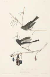 Schneevogel, Fringilla nivalis, 1827 von Audubon | Gemälde-Reproduktion
