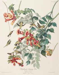 Ruby-Throated Humming Bird, Trochilus colubris, c.1827/30 by Audubon | Painting Reproduction