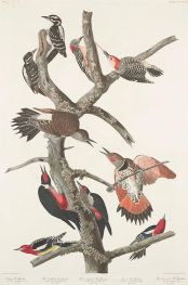 Haarspecht, Rotbauchspecht, Rothalsspecht, Lewis-Specht, Gelbbrustspecht, 1838 von Audubon | Gemälde-Reproduktion