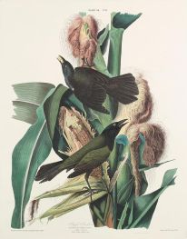Purpurgrackel, Quiscalus versicolor, 1827 von Audubon | Gemälde-Reproduktion