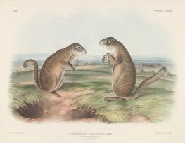 Franklins Murmeltier Eichhörnchen, 1846 von Audubon | Gemälde-Reproduktion