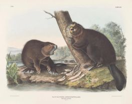 Castor fiber americanus. Amerikanischer Biber, 1844 von Audubon | Gemälde-Reproduktion