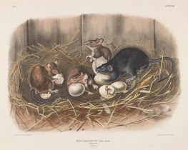 Mus rattus et var. Schwarze Ratte, 1843 von Audubon | Gemälde-Reproduktion