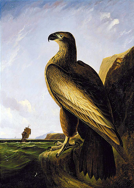 Washington Sea Eagle, c.1836/39 | Audubon | Painting Reproduction
