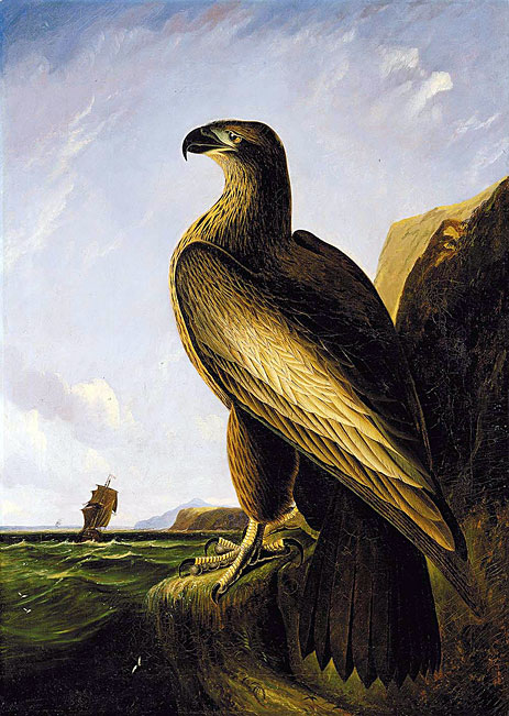 Washington Sea Eagle, c.1836/39 by Audubon | Painting Reproduction