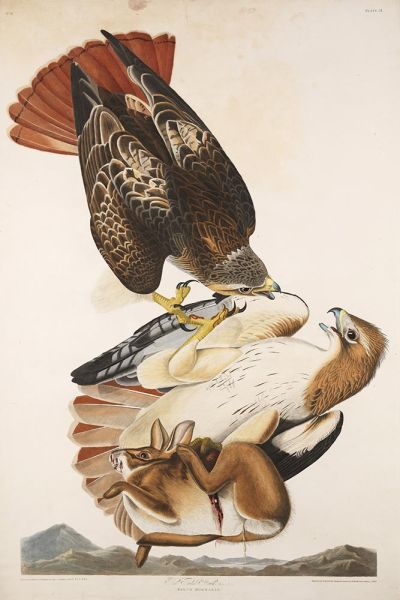 Red-Tailed Hawk, Buteo jamaicensis, 1829 by Audubon | Painting Reproduction