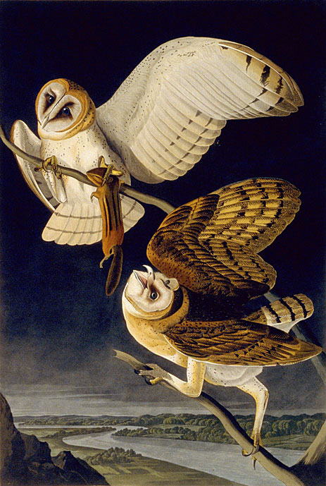 Barn Owl, 1833 by Audubon | Painting Reproduction