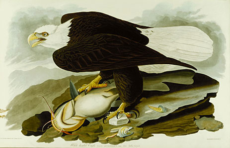 The Bald Headed Eagle from Birds Of America, c.1827/30 by Audubon | Painting Reproduction