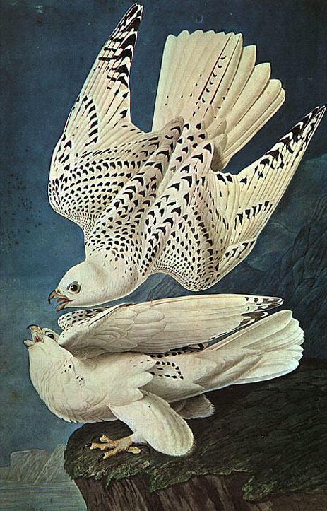 White Gerfalcons, undated | Audubon | Gemälde Reproduktion
