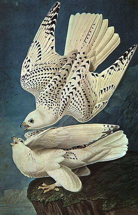White Gerfalcons, n.d. by Audubon | Painting Reproduction