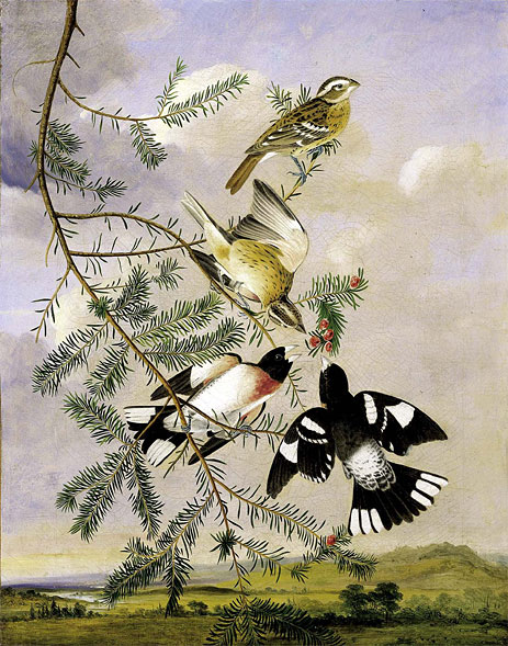 Rosenbrust Kernbeißer, 1806 | Audubon | Gemälde Reproduktion