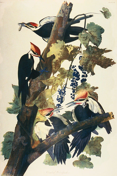 Pileated Woodpecker, n.d. by Audubon | Painting Reproduction