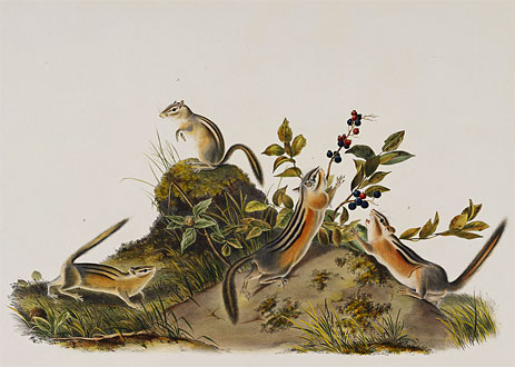 Four Striped Ground Squirrell (Tamias Quadivittatus), 1848 | Audubon | Painting Reproduction