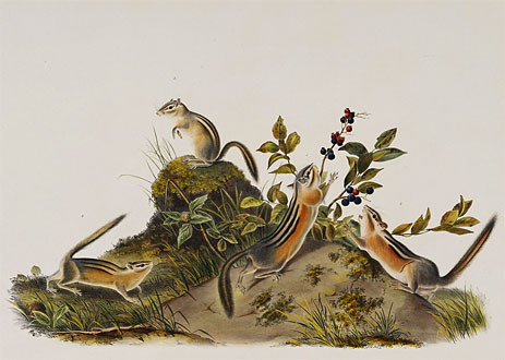Four Striped Ground Squirrell (Tamias Quadivittatus), 1848 by Audubon | Painting Reproduction