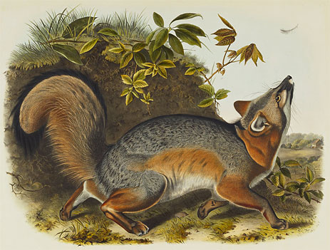 Grey Fox, 1845 by Audubon | Painting Reproduction