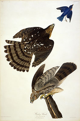 Stanley Hawk, undated | Audubon | Gemälde Reproduktion