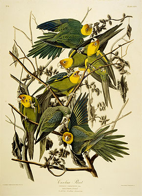 Carolina Parrot. Psittacus. From Birds of America, 1827 by Audubon | Painting Reproduction