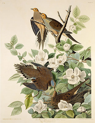 Carolina Pigeon or Turtle Dove, c.1825 by Audubon | Painting Reproduction