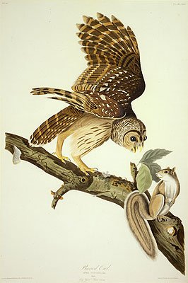 Barred Owl, 1828 | Audubon | Painting Reproduction