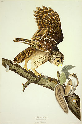 Barred Owl, 1828 by Audubon | Painting Reproduction