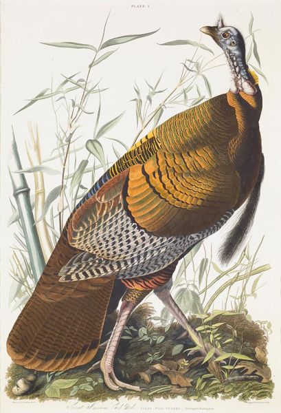 Great American Cock, Male, VULGO (Wild Turkey) Meleagris Gallopavo, 1825 | Audubon | Painting Reproduction