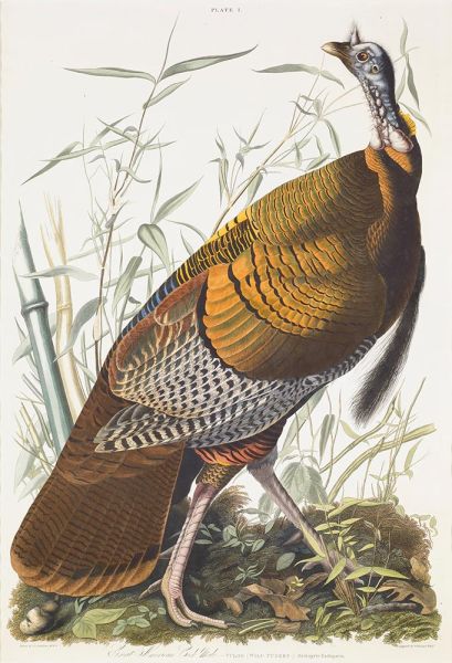 Great American Cock, Male, VULGO (Wild Turkey) ..., 1826 by Audubon | Painting Reproduction
