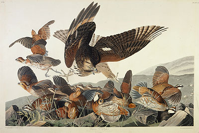 Virginian Partridge, Perdix Virginiana, 1830 | Audubon | Painting Reproduction