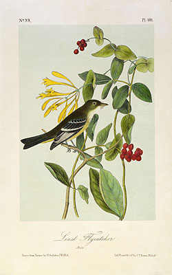 Least Flycatcher, a.1843 by Audubon | Painting Reproduction