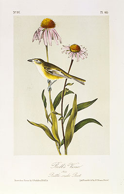 Bell's Vireo, a.1843 by Audubon | Painting Reproduction