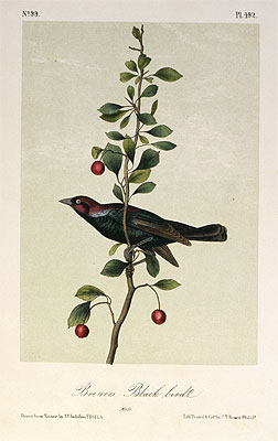 Brewers Black Bird, a.1843 | Audubon | Painting Reproduction