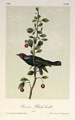 Brewers Black Bird, a.1843 by Audubon | Painting Reproduction