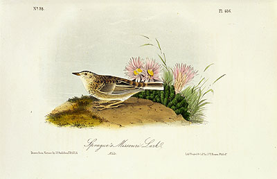 Sprague's Missouri Lark, 1844 by Audubon | Painting Reproduction
