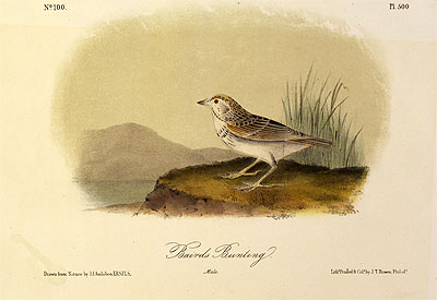 Baird's Bunting, a.1843 by Audubon | Painting Reproduction