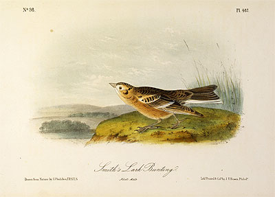 Smith's Lark Bunting, a.1843 by Audubon | Painting Reproduction