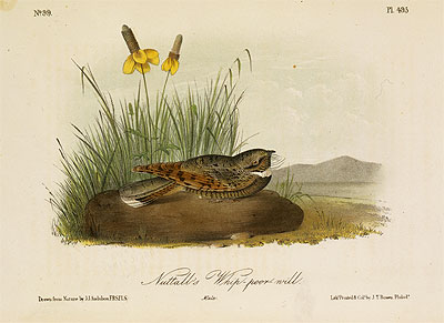 Nuttall's Whip-Poor-Will, a.1843 | Audubon | Painting Reproduction