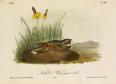 Nuttall's Whip-Poor-Will, a.1843 by Audubon | Painting Reproduction