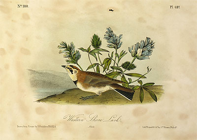 Western Shore Lark, a.1843 by Audubon | Painting Reproduction