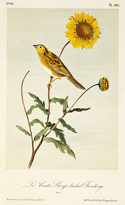 Le Conte's Sharp-Tailed Bunting, a.1843 by Audubon | Painting Reproduction