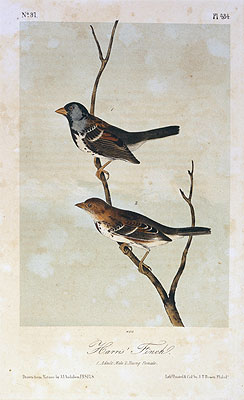 Harris' Finch, a.1843 | Audubon | Painting Reproduction