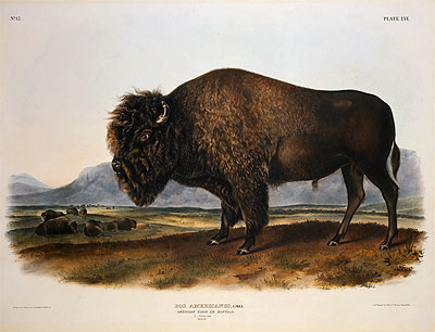 Bos Americanus, American Bison or Buffalo, 1845 | Audubon | Painting Reproduction