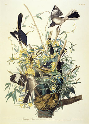Mocking Bird, Turdus Polyglottus, c.1825 | Audubon | Painting Reproduction