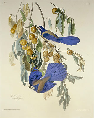 Florida Jay. Garrulus Floridanus. From Birds of America, 1830 | Audubon